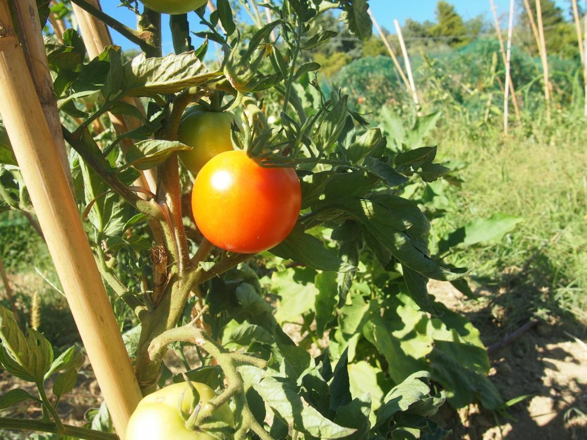 Agriturismo Ardizio 43 Pesaro Eksteriør billede