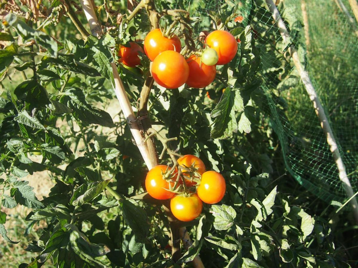 Agriturismo Ardizio 43 Pesaro Eksteriør billede