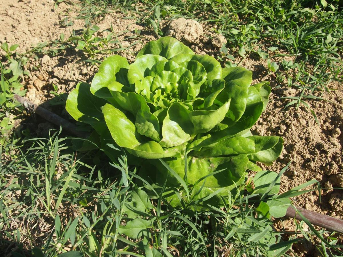 Agriturismo Ardizio 43 Pesaro Eksteriør billede